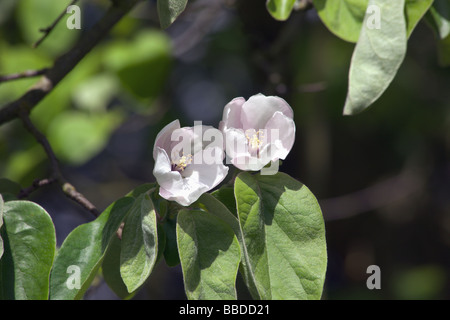 Fiore di mela cotogna tree Cydonia oblonga 'Vranja' Foto Stock