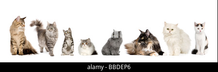 Gruppo di gatti in una fila norvegese e siberiano gatto persiano in una fila davanti a uno sfondo bianco Foto Stock