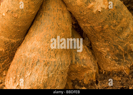 Tronco di fornitura Tree (Pachira aquatica), Bombacaceae Foto Stock