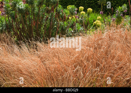 Stipa arundinacea una rapida crescita dell'erba in un confine misti Euphorbia in background Kent Foto Stock