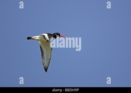 Eurasian Oystercatcher in volo Foto Stock