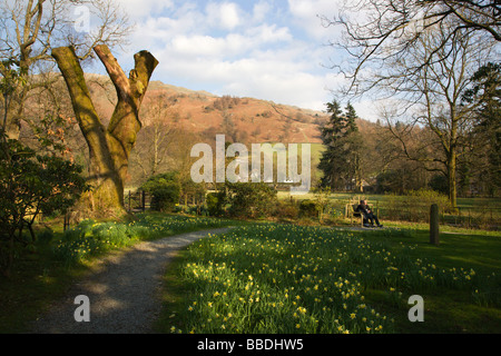 Wordsworth Daffodil Garden Grasmere Cumbria Inghilterra England Foto Stock