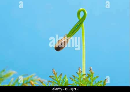 Sementi di conifere tree dispiegamento dispiegamento cotiledone sementi di germe di foglia di germinazione germinare la propagazione dello sperma verde nuovo cono di conifere Foto Stock