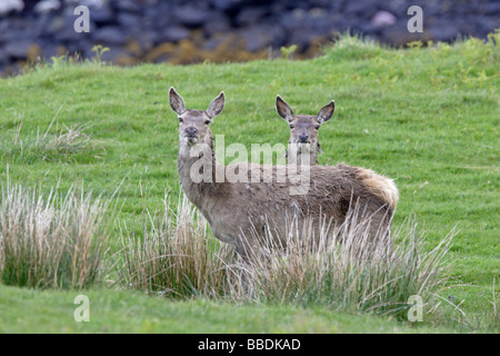 Red Deer Foto Stock