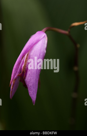 Bletilla striata Reichb. fil., fioritura in Shinjuku Gyoen Park, Tokyo, Giugno Foto Stock