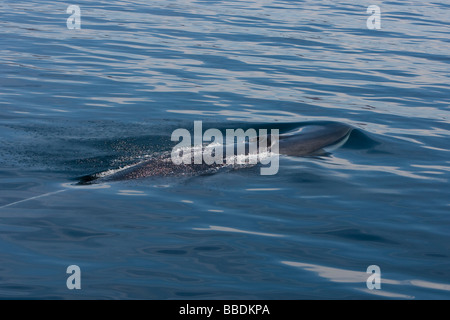 Balenottera comune Balaenoptera physalus Finnwal testa con blowhole e contrassegni tipici mare di Cortez Baja California Messico Foto Stock