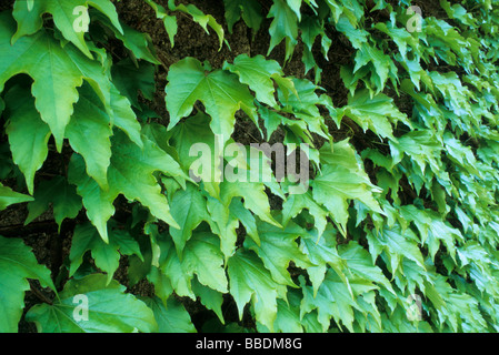 Edera Hedera helix, edera, Araliaceae, Roma, lazio, Italy Foto Stock