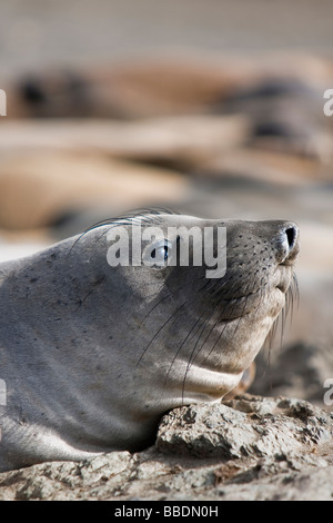 Nördlicher Seelefant Mirounga angustirostris settentrionale guarnizione di elefante pup in colonia Isla San Benitos Baja California Messico Foto Stock