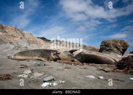 Nördlicher Seelefant Mirounga angustirostris Northern Elephant cuccioli di foca in colonia Isla San Benitos Baja California Messico Foto Stock