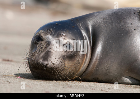 Nördlicher Seelefant Mirounga angustirostris settentrionale guarnizione di elefante pup in colonia Isla San Benitos Baja California Messico Foto Stock