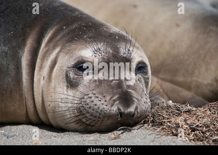 Nördlicher Seelefant Mirounga angustirostris settentrionale guarnizione di elefante pup in colonia Isla San Benitos Baja California Messico Foto Stock