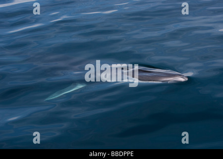 Balenottera comune Balaenoptera physalus Finnwal testa con blowhole e contrassegni tipici mare di Cortez Baja California Messico Foto Stock