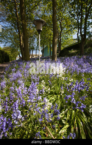 Regno Unito Inghilterra Norfolk Winterton sul mare bluebells Foto Stock
