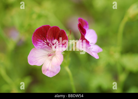 Pelargonium sp. "Tip Top duetto', Geraniaceae Foto Stock