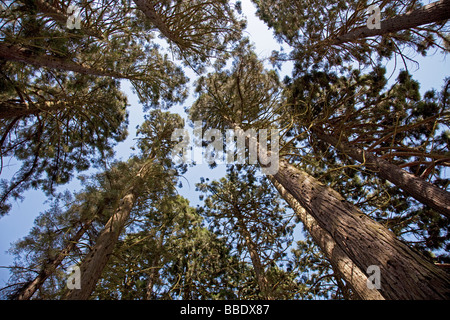 Worm eye Visualizza gruppo alti pini cercando fino al cielo South Wales UK Foto Stock