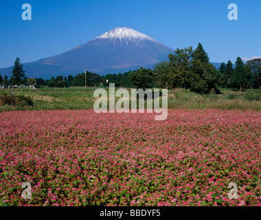 Mt.Fuji e campo di grano saraceno Foto Stock