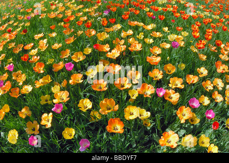 Campo di tulipani colorati, Baden-Württemberg, Germania Foto Stock