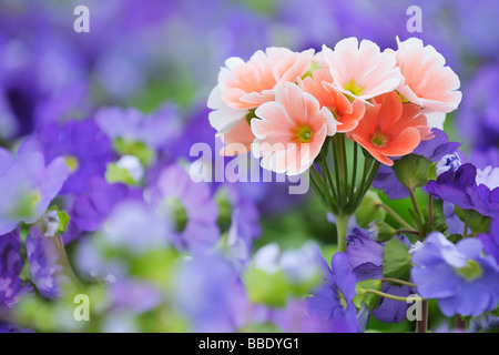 Di primule rosa tra il blu primule, Baviera, Germania Foto Stock