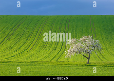 Campo di mais e la fioritura del melo in primavera, Spessart, Baviera, Germania Foto Stock