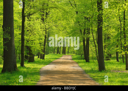 Il percorso attraverso la foresta in primavera, Aschaffenburg, Baviera, Germania Foto Stock
