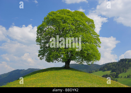 Lime Tree sulla sommità di una collina, nel Cantone di Zurigo, Svizzera Foto Stock