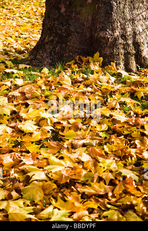 Foglie di autunno sul terreno Foto Stock