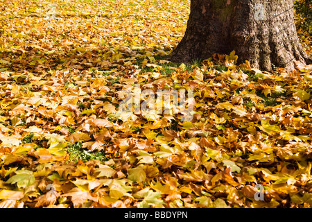 Foglie di autunno sul terreno Foto Stock