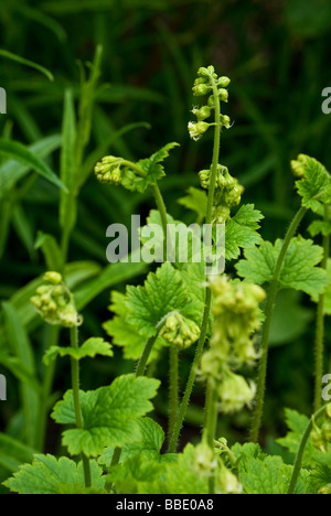 Tellima grandiflora. Perenne con bright foglie verdi e le guglie di greeny giallo piccoli fiori che l'età di rosa. Foto Stock