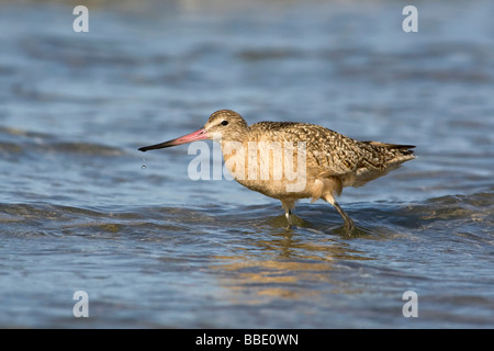 Limosa fedoa Foto Stock