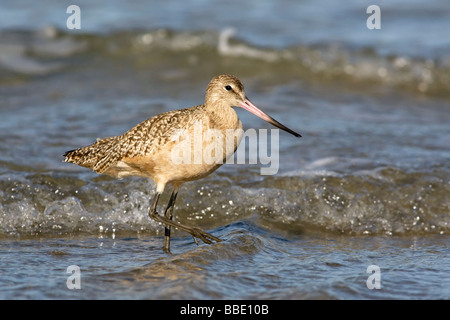 Limosa fedoa Foto Stock