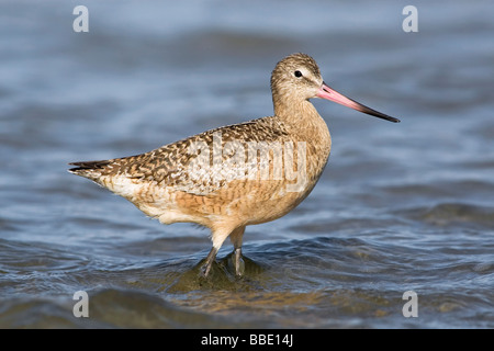 Limosa fedoa Foto Stock