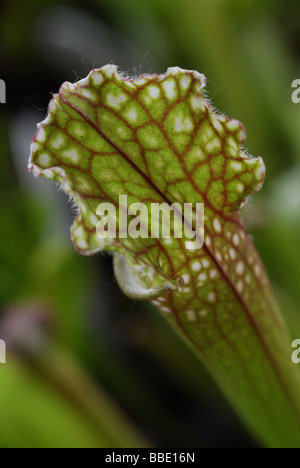 Dolce pianta brocca Sarracenia rubra, Sarraceniaceae Foto Stock