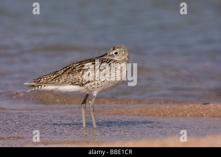 Eurasian Curlew Numenius arquata appoggiata in acqua poco profonda sulla spiaggia di Sharm El Sheik, Nabq, Egitto. Foto Stock