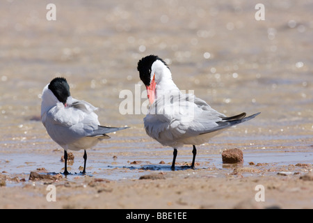 Coppia di Caspian Tern Hydroprogne caspia dormendo e preening sulla spiaggia di Sharm El Sheik, Nabq, Egitto. Foto Stock