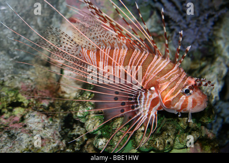 Zebra Leone Dendrochirus zebra Foto Stock