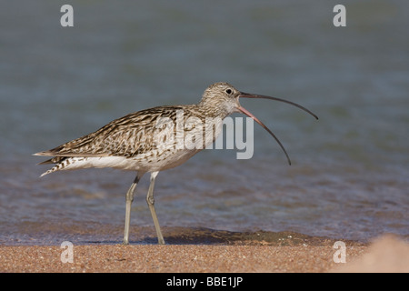 Eurasian Curlew Numenius arquata in piedi in acqua poco profonda sulla spiaggia con becco aperto chiamando, Sharm El Sheik, Nabq, Egitto. Foto Stock