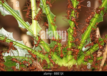 Foglia-formiche trinciatrice atta cephalotes divorando foglia preso per lo Zoo di Chester, England, Regno Unito Foto Stock