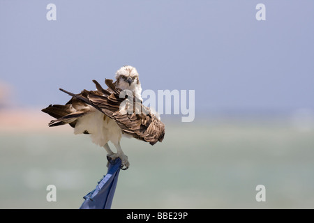 La migrazione di Osprey Pandion haliaetus seduta sulla bandiera preening piume, Sharm El Sheik, Nabq, Egitto. Foto Stock