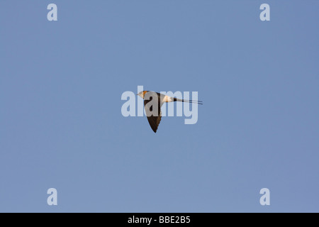 Red rumped Swallow Hirundo daurica in volo contro il cielo blu di sfondo, Sharm El Sheik, Nabq, Egitto. Foto Stock