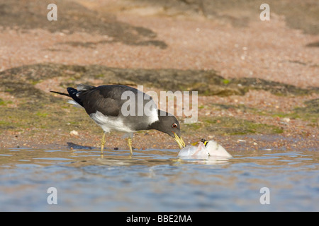 Adulto Fuligginosa Gull Larus hemprichii alimentazione sulle morti il pesce palla in acqua poco profonda, a Sharm El Sheik, Nabq, Egitto Foto Stock