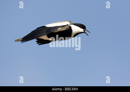 Unico sperone piviere alato Vanellus spinosus battenti contro il cielo blu. Nabq riserva nazionale, Egitto. Foto Stock