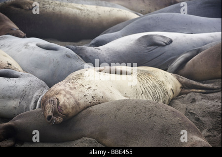 Northern foche elefanti laici in gruppo, Mirounga angustirostris, a San Simeon - PIEDRAS BLANCAS, California Foto Stock