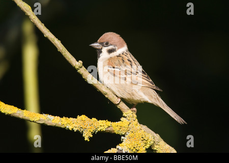 Adulto Eurasian Tree Sparrow (Passer montanus) arroccato su un lichene ramo coperti Foto Stock