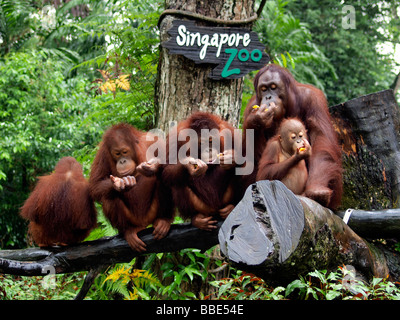 Oranghi (Pongo), lo Zoo di Singapore, Singapore, Asia Foto Stock