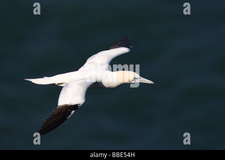 Adulto Gannett settentrionale (Morus bassanus) in volo con l'oceano sullo sfondo Foto Stock