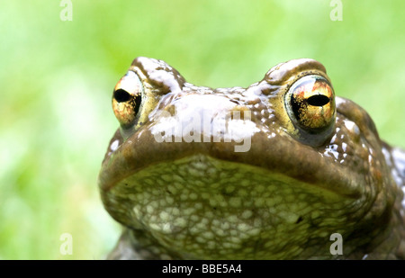 Toad (Bufo bufo) Foto Stock