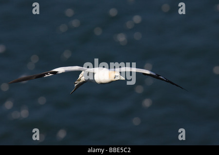 Adulto Gannett settentrionale (Morus bassanus) in volo con l'oceano sullo sfondo Foto Stock