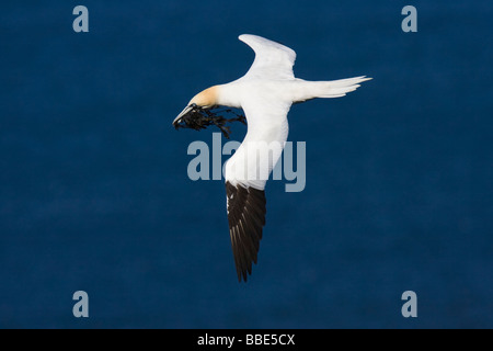 Adulto Gannett settentrionale (Morus bassanus) volare oltre oceano che trasportano le alghe per materiale di nesting Foto Stock