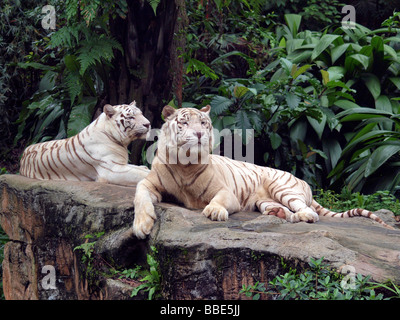 Le tigri bianche (Panthera tigris), lo Zoo di Singapore, Singapore, Asia Foto Stock