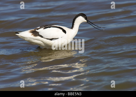 Pied Avocet (Recurvirostra avosetta) guadare in acqua poco profonda Foto Stock